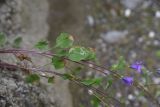 Campanula hohenackeri. Средняя часть цветущего растения с миной и другими повреждениями листьев. Чечня, Шаройский р-н, бассейн р. Цесиахк, окр. дома Мухтара, нижняя часть долины левого притока, на скале. 11 августа 2023 г.