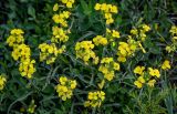 Erysimum substrigosum. Верхушки побегов с соцветиями. Дагестан, Казбековский р-н, долина р. Сулак, Сулакский каньон, ≈ 900 м н.у.м., луговой склон. 01.05.2022.