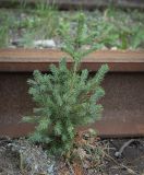 Picea obovata. Молодое деревце. Пермский край, Кунгурский муниципальный округ, с. Моховое, станция Иренский, между железнодорожными путями. 06.08.2023.
