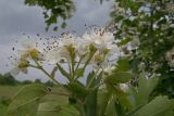 Crataegus pentagyna. Соцветие. Краснодарский край, Темрюкский р-н, юго-восточный склон горы Дубовый Рынок, остепнённый луг. 20.05.2017.