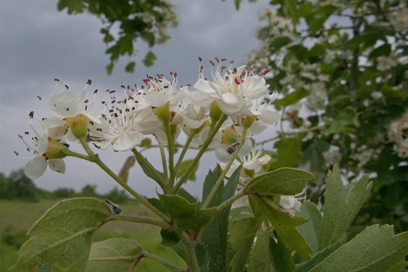 Изображение особи Crataegus pentagyna.