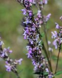 Nepeta nuda