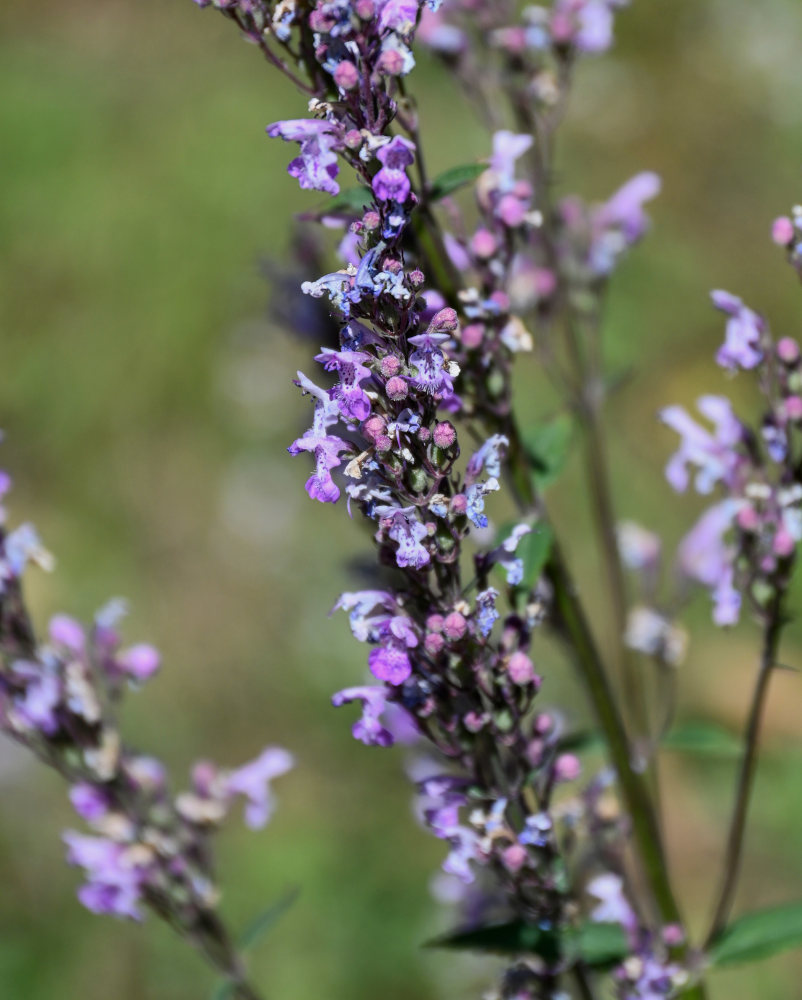 Изображение особи Nepeta nuda.