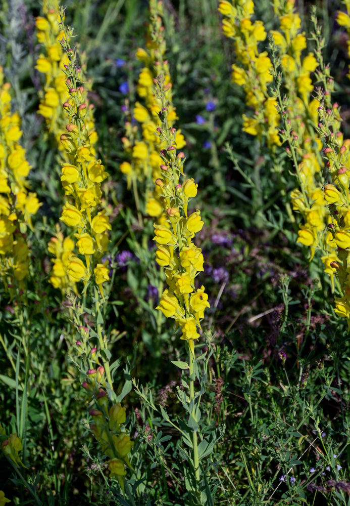 Image of Linaria grandiflora specimen.