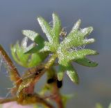 Ranunculus gmelinii