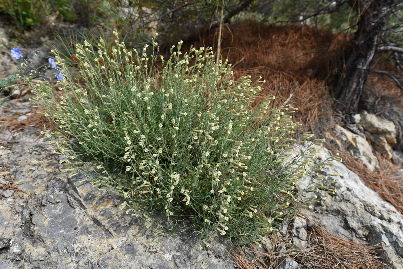 Изображение особи Silene syreitschikowii.