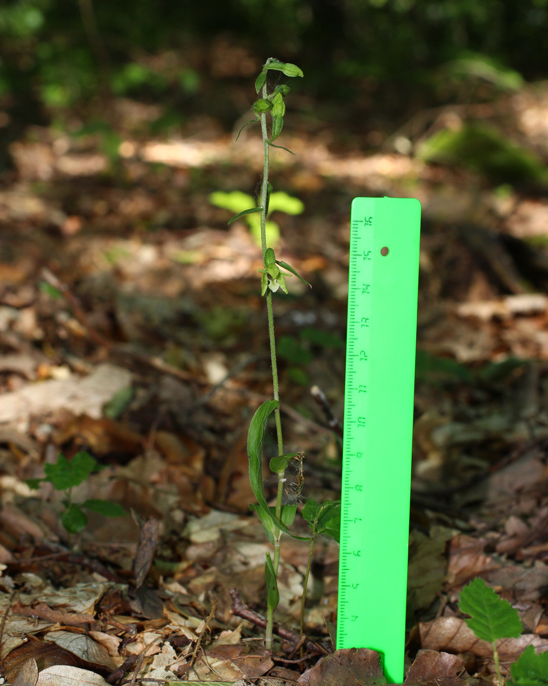 Image of Epipactis pontica specimen.