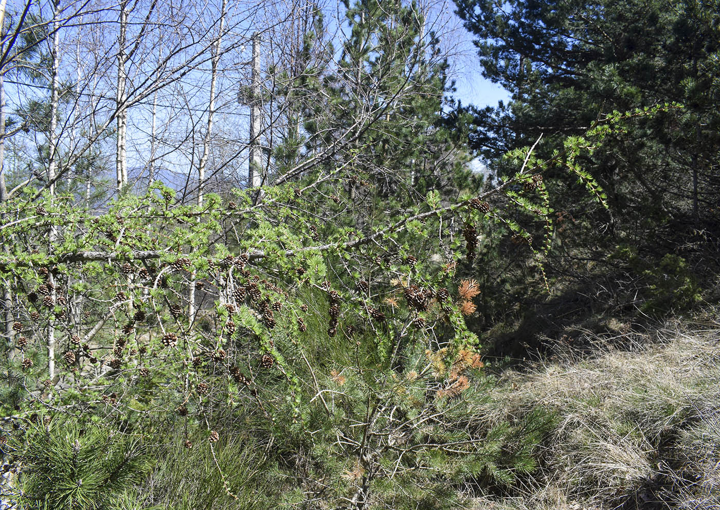 Image of Larix decidua specimen.