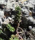 Sedum alberti