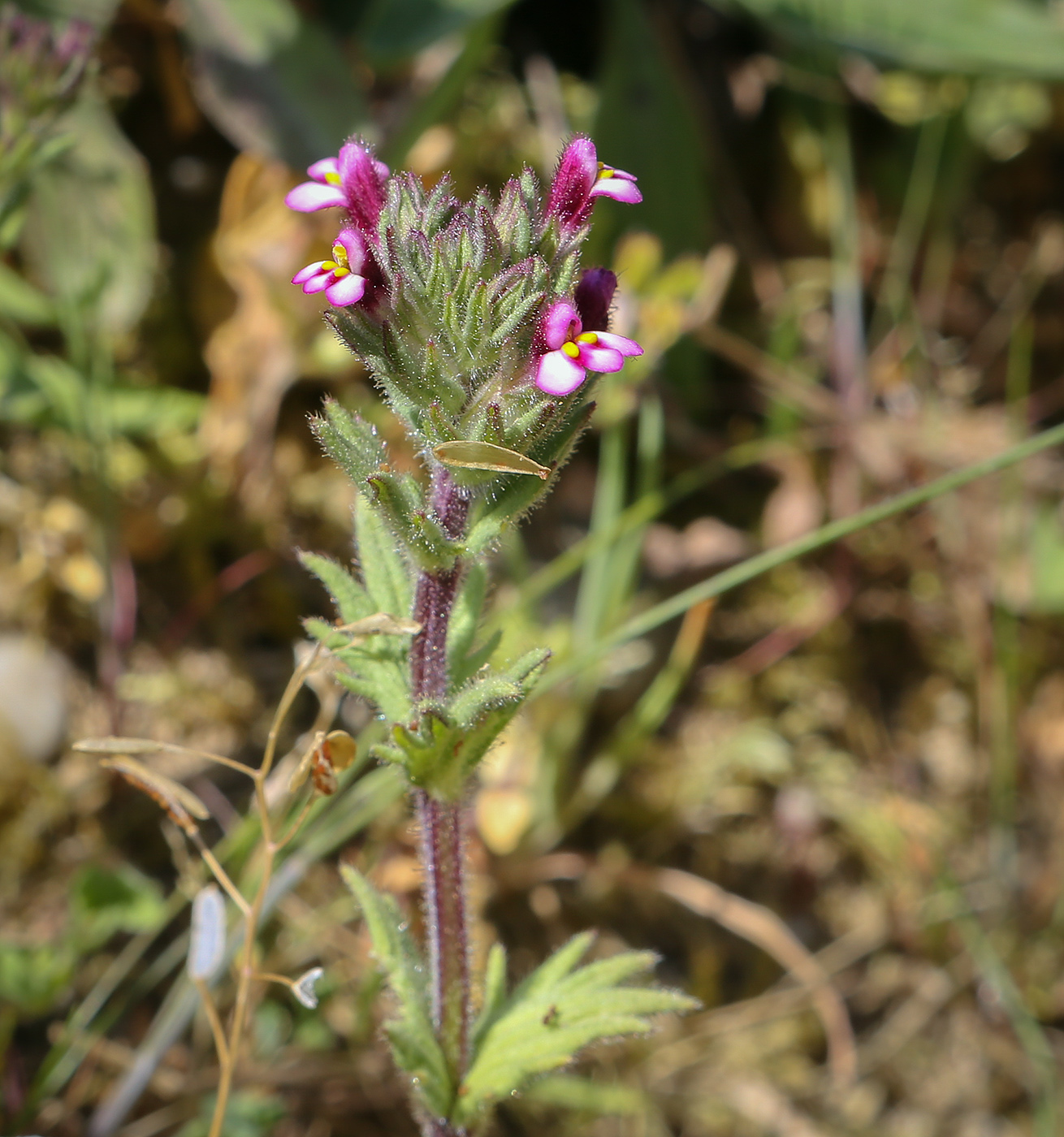 Image of Parentucellia latifolia specimen.