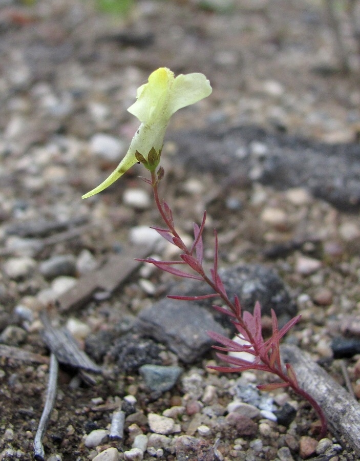 Изображение особи Linaria vulgaris.