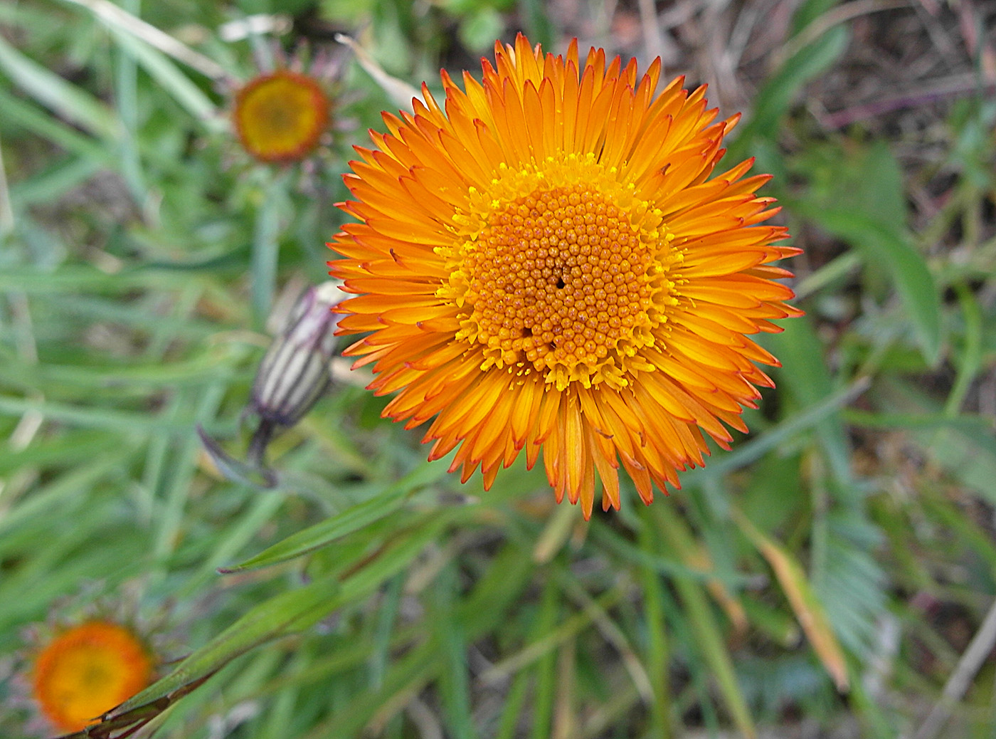 Image of Erigeron aurantiacus specimen.