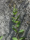 Trachomitum sarmatiense