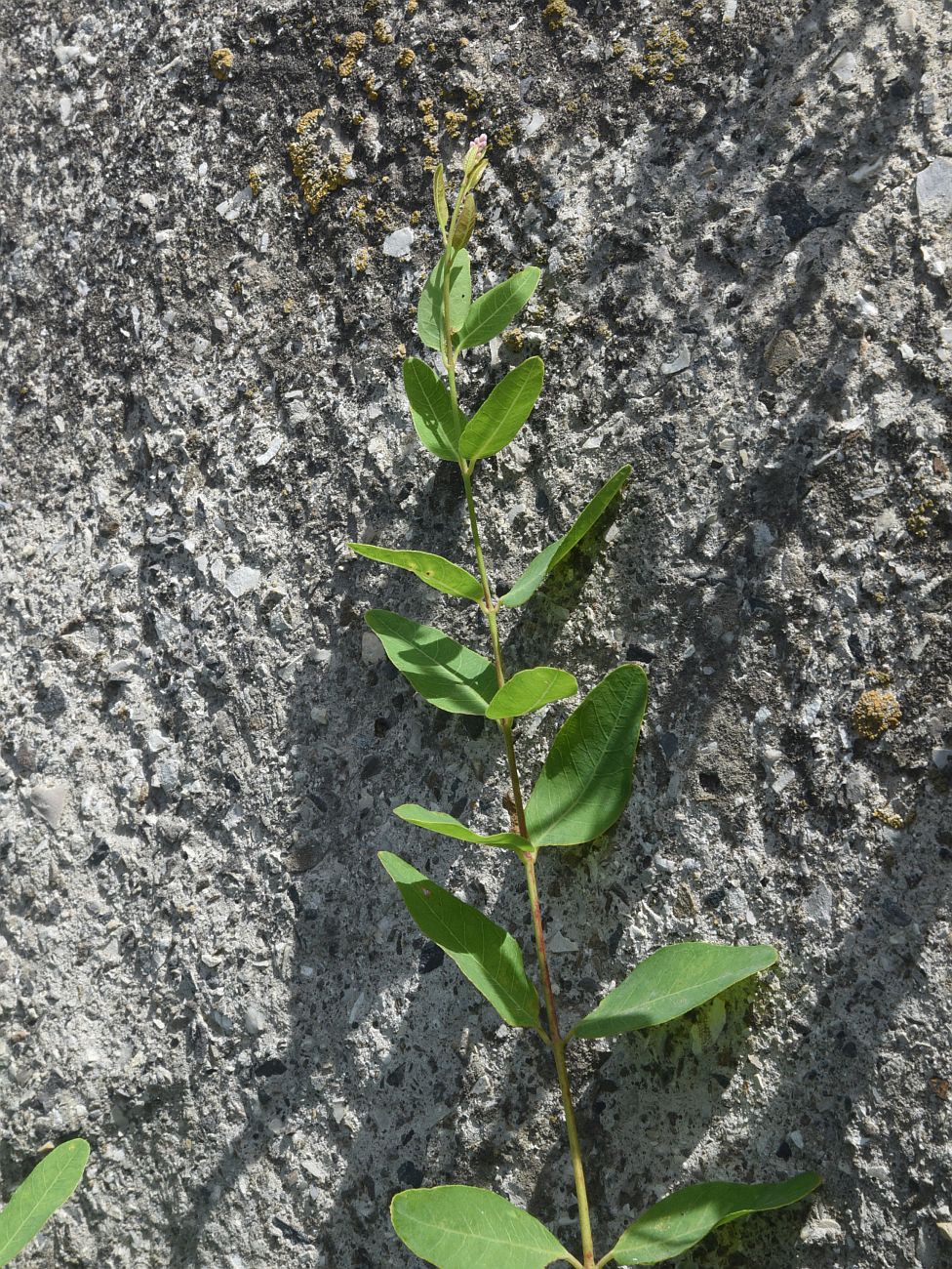Image of Trachomitum sarmatiense specimen.