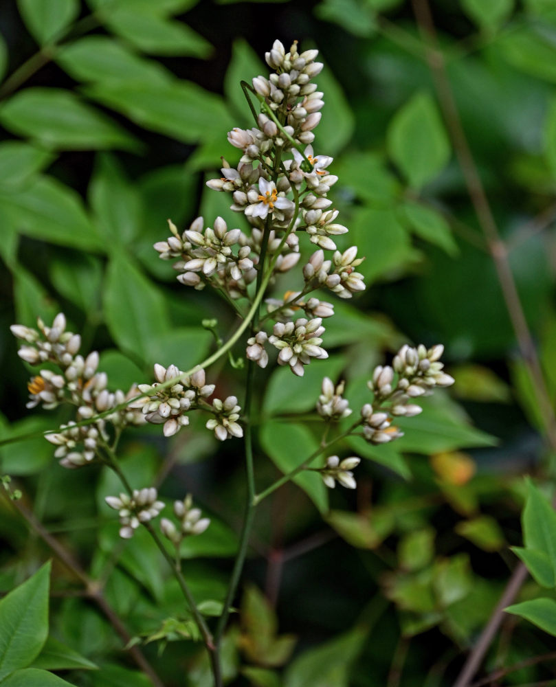 Image of Nandina domestica specimen.