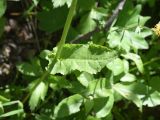 genus Rumex