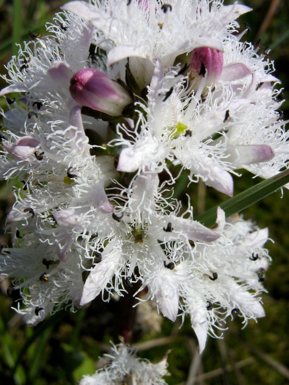 Image of Menyanthes trifoliata specimen.