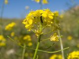Sisymbrium loeselii