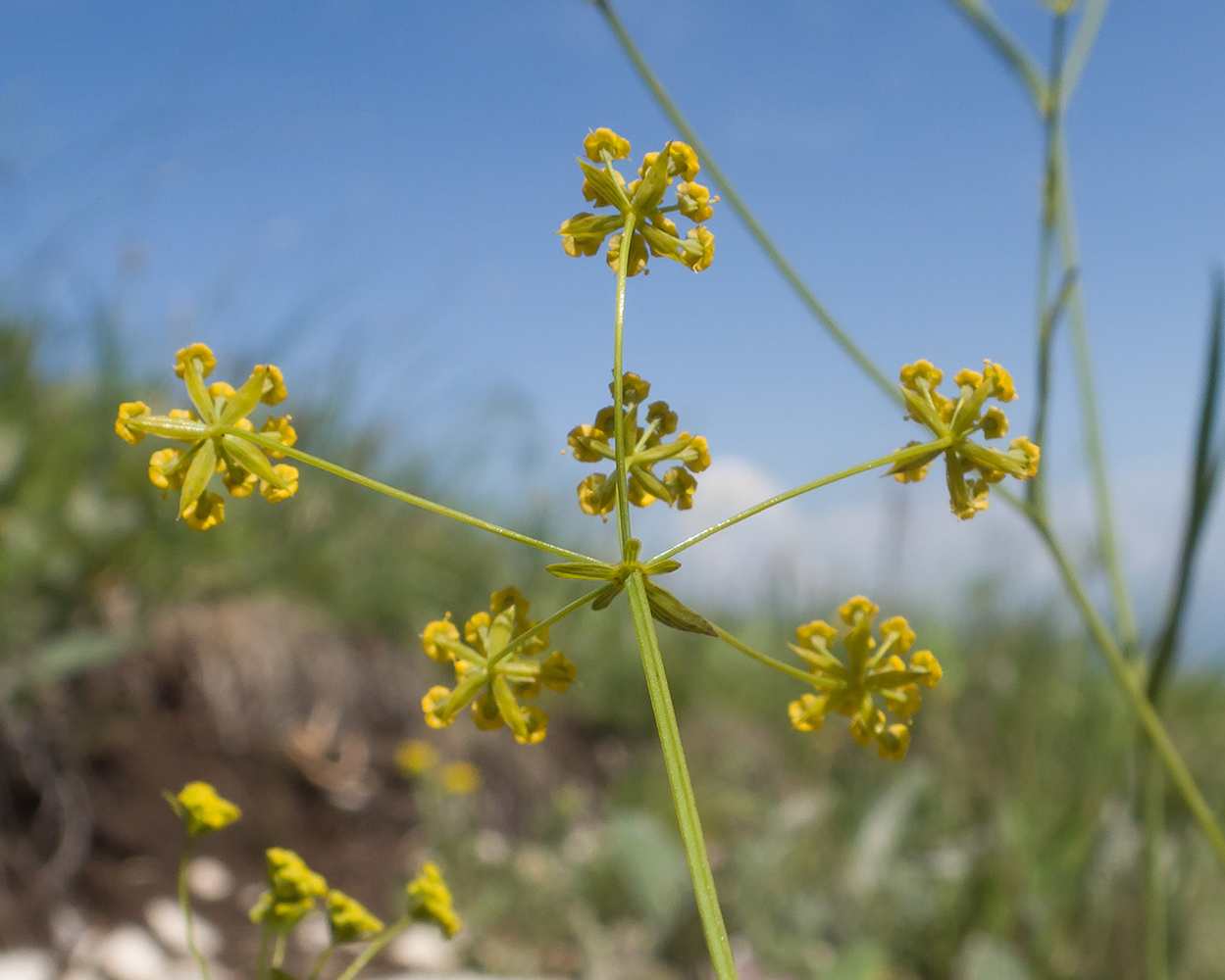 Image of Bupleurum nordmannianum specimen.