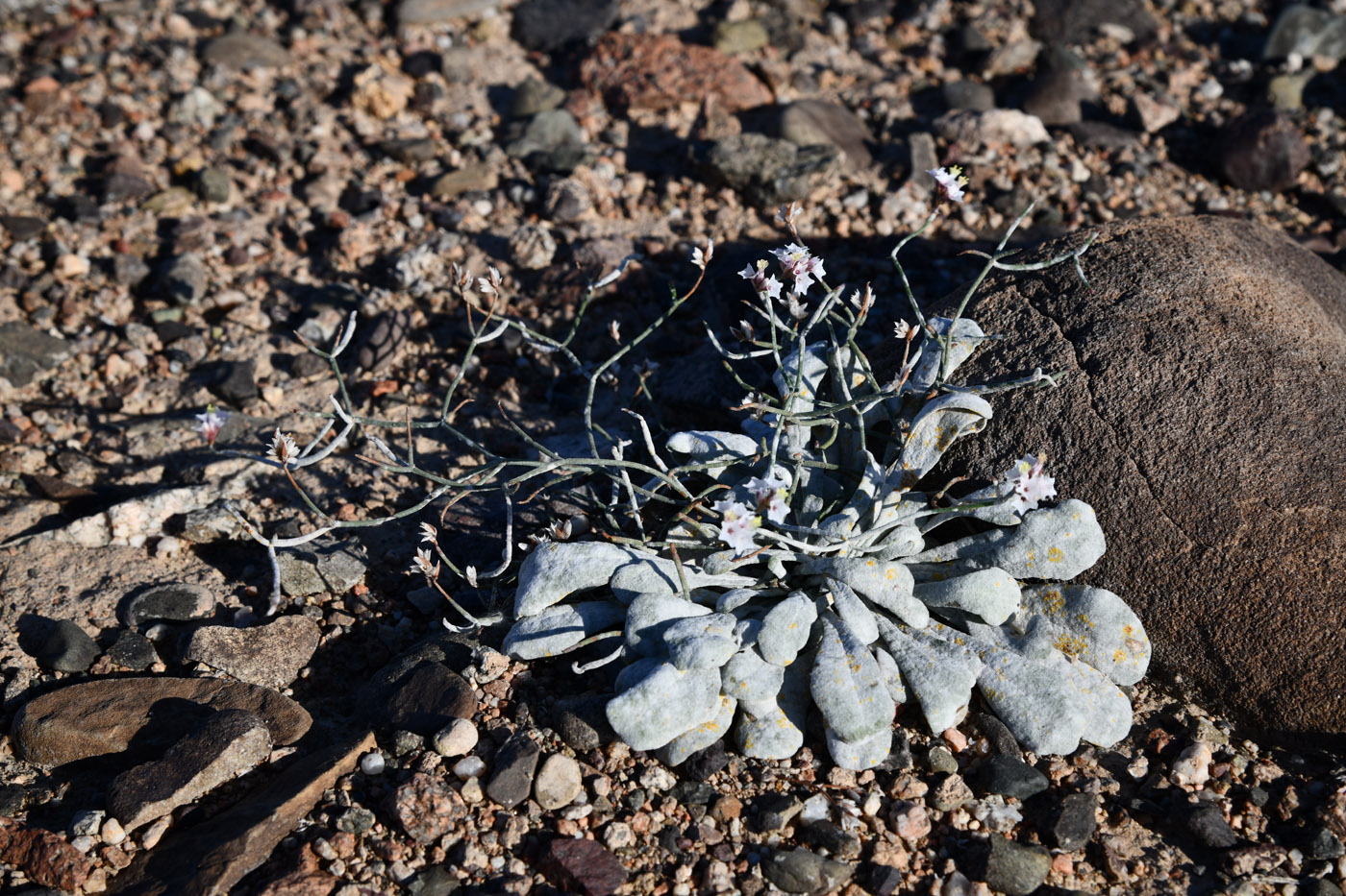 Изображение особи Limonium michelsonii.
