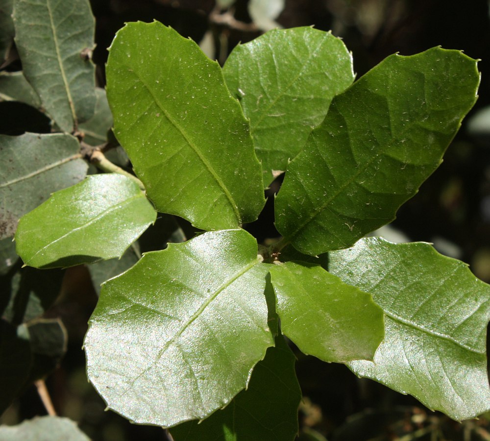Image of Quercus calliprinos specimen.