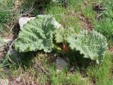 Rheum cordatum