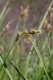Carex praecox