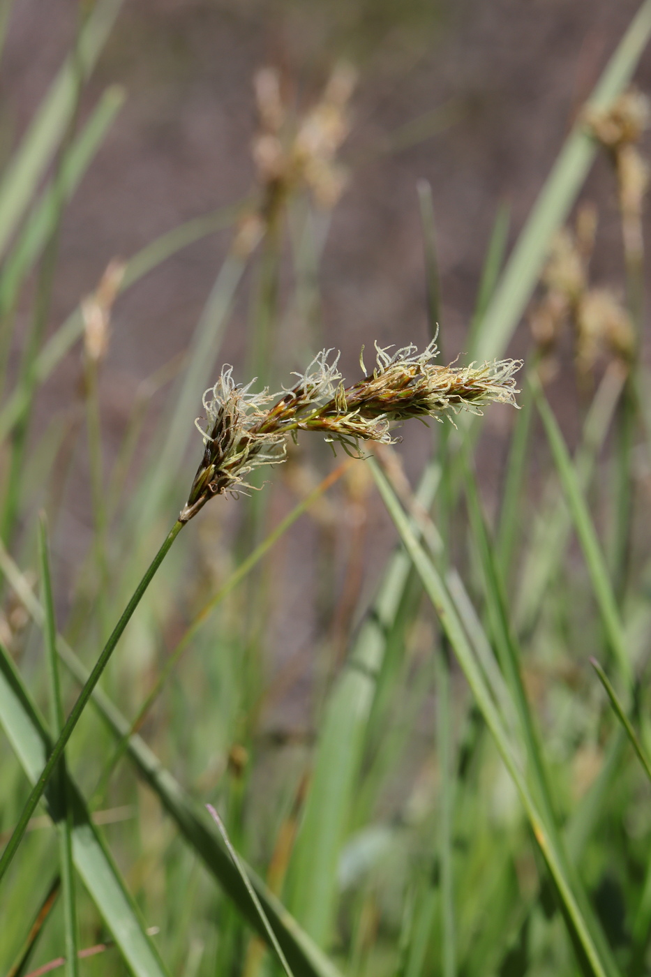 Изображение особи Carex praecox.