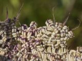Tordylium officinale. Фрагмент незрелого соплодия. Испания, Каталония, пров. Жирона, комарка Баш Эмпорда, муниципалитет Паламос, берег р. Ауби, высокотравный луг. 18.05.2025.