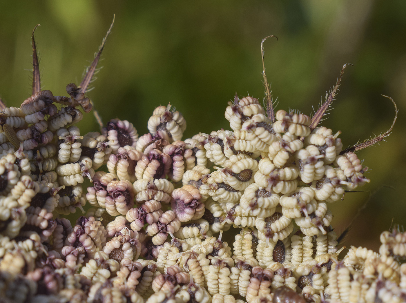 Image of Tordylium officinale specimen.