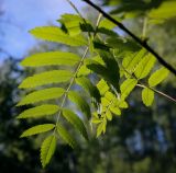 Sorbus sibirica. Листья (абаксиальная поверхность листьев). Пермский край, Кунгурский р-н, окр. с. Плехановское, ур. Спасская гора, берёзовая роща. 26.05.2025.