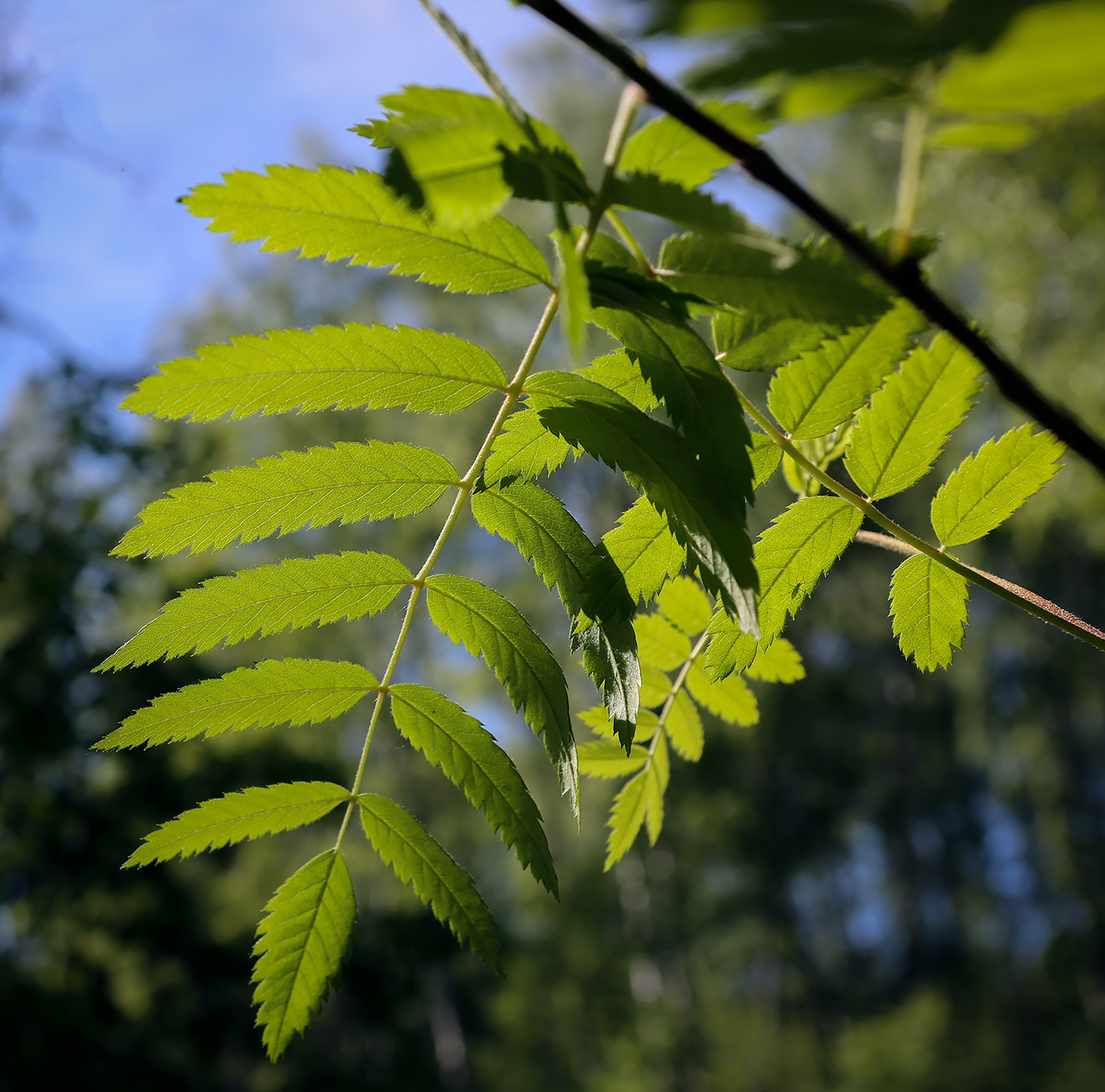 Image of Sorbus sibirica specimen.