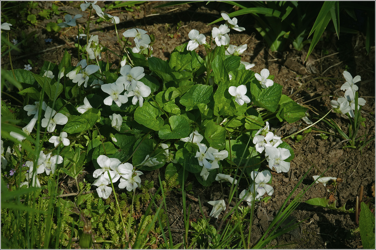Image of Viola sororia specimen.