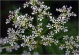 Anthriscus sylvestris