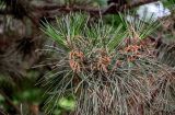 Pinus tabuliformis