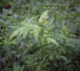 семейство Apiaceae. Верхушка растения. Абхазия, окр. г. Новый Афон, Иверская гора, дубрава. 12.06.2025.