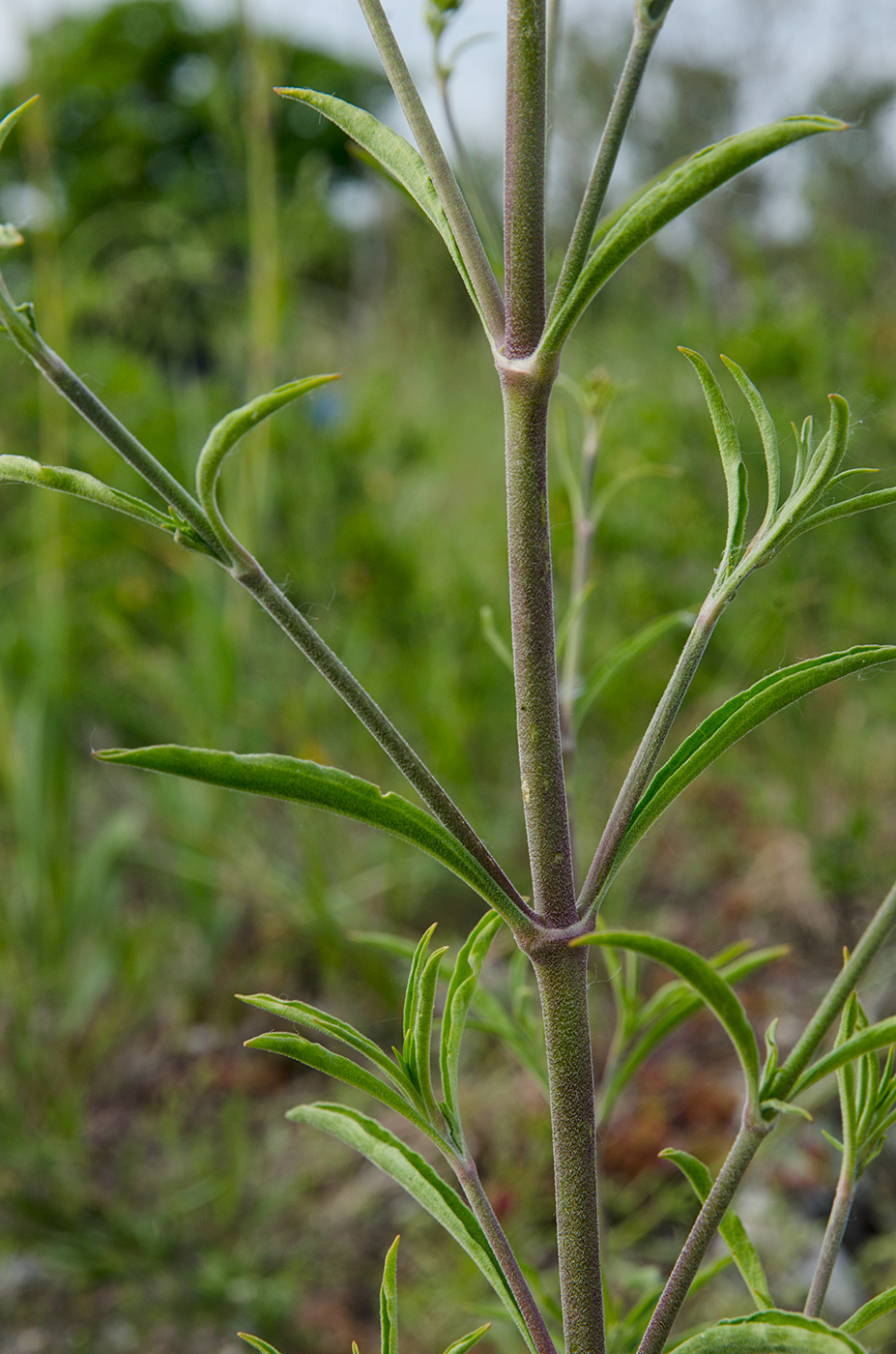 Image of Silene exaltata specimen.