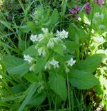 Borago officinalis