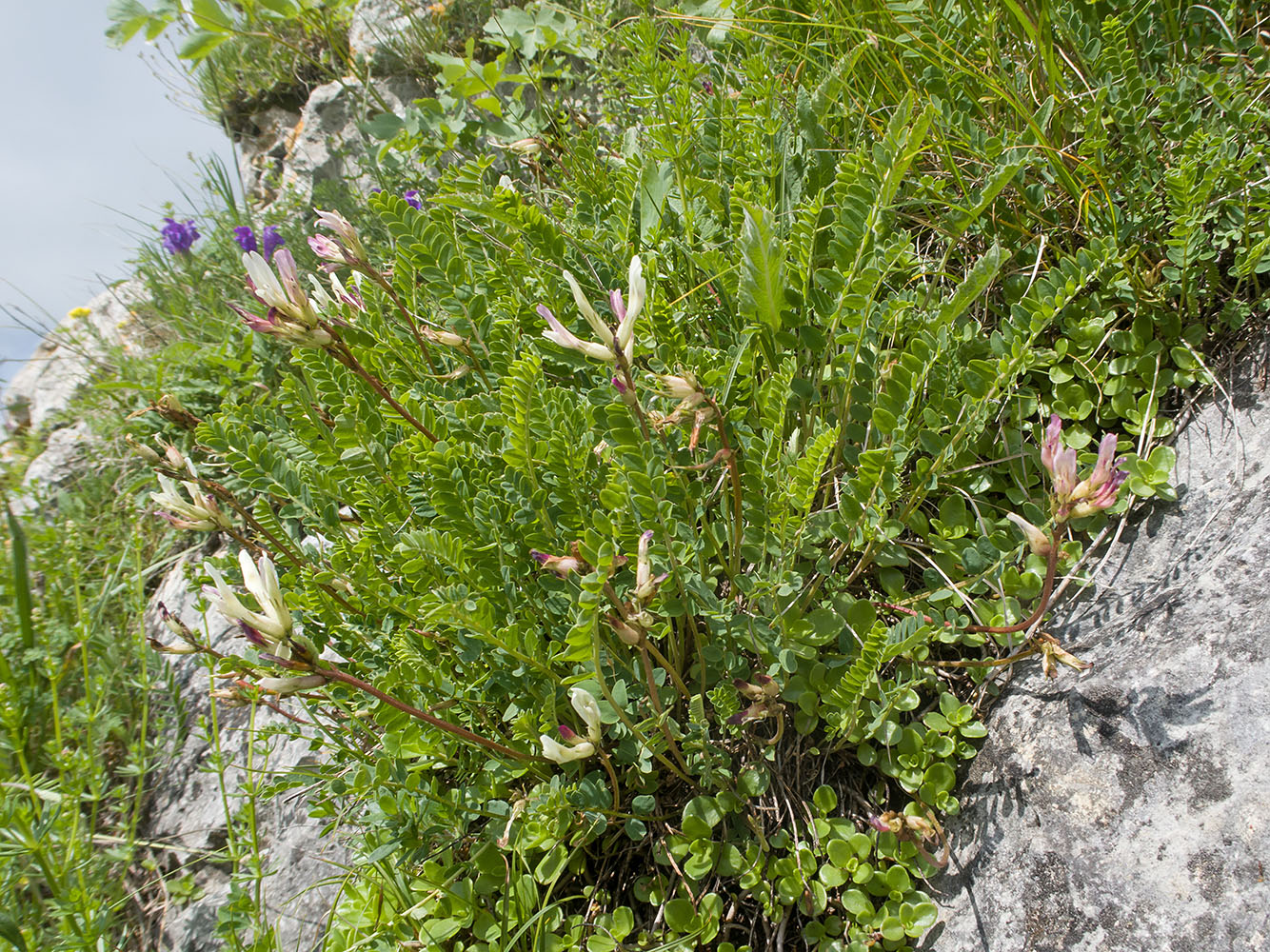 Изображение особи Astragalus demetrii.