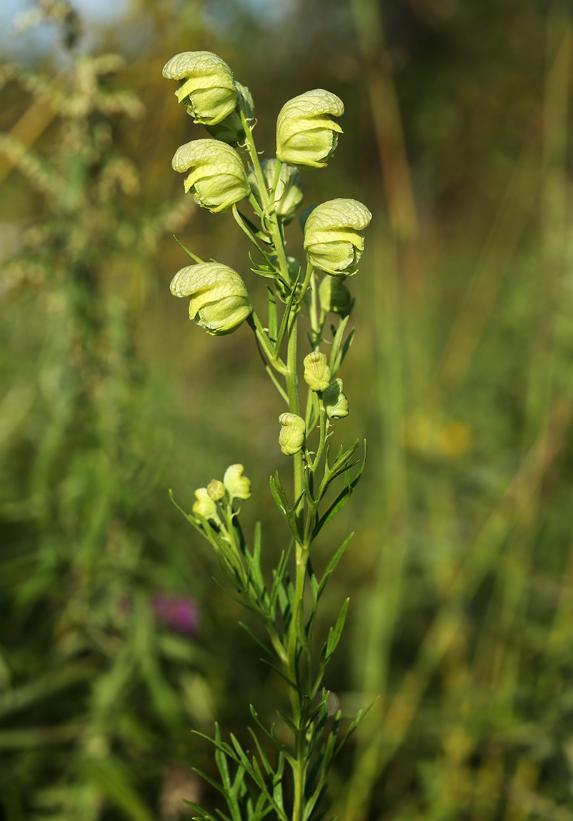 Image of Aconitum coreanum specimen.