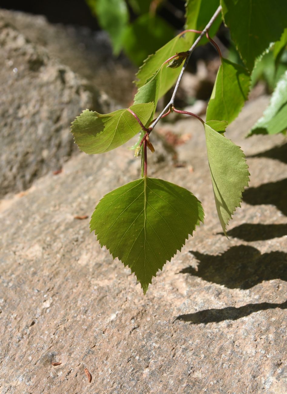 Изображение особи Betula pendula.