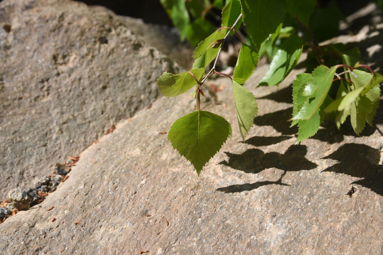 Image of Betula pendula specimen.