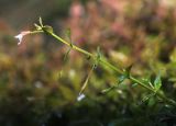 Lindernia procumbens