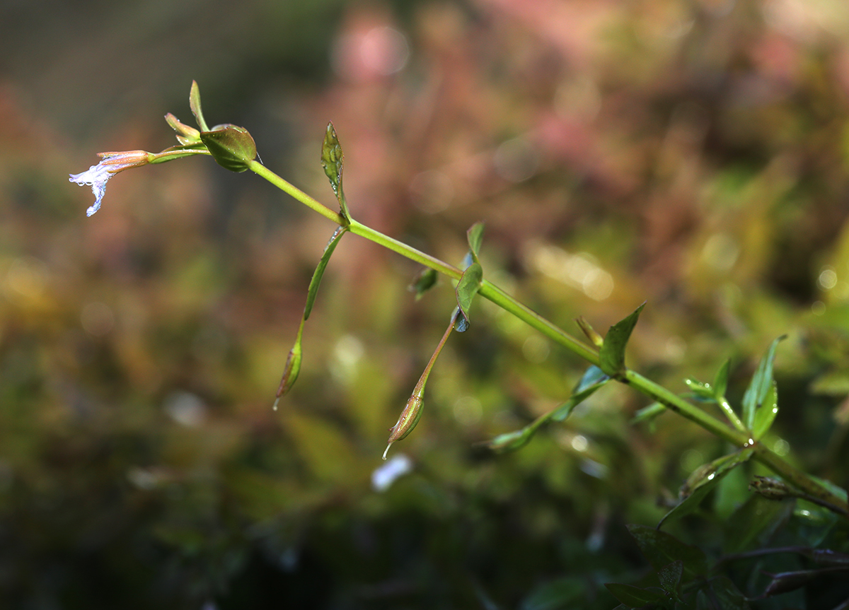 Изображение особи Lindernia procumbens.