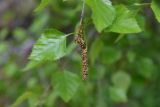 genus Betula. Верхушка побега с мужским соцветием. Кабардино-Балкария, Эльбрусский р-н, западный склон горы Донгуз-Орун-Гитче-Кара-Баши, выс 2250 м н.у.м., берёзовое криволесье. 17 июня 2025 г.