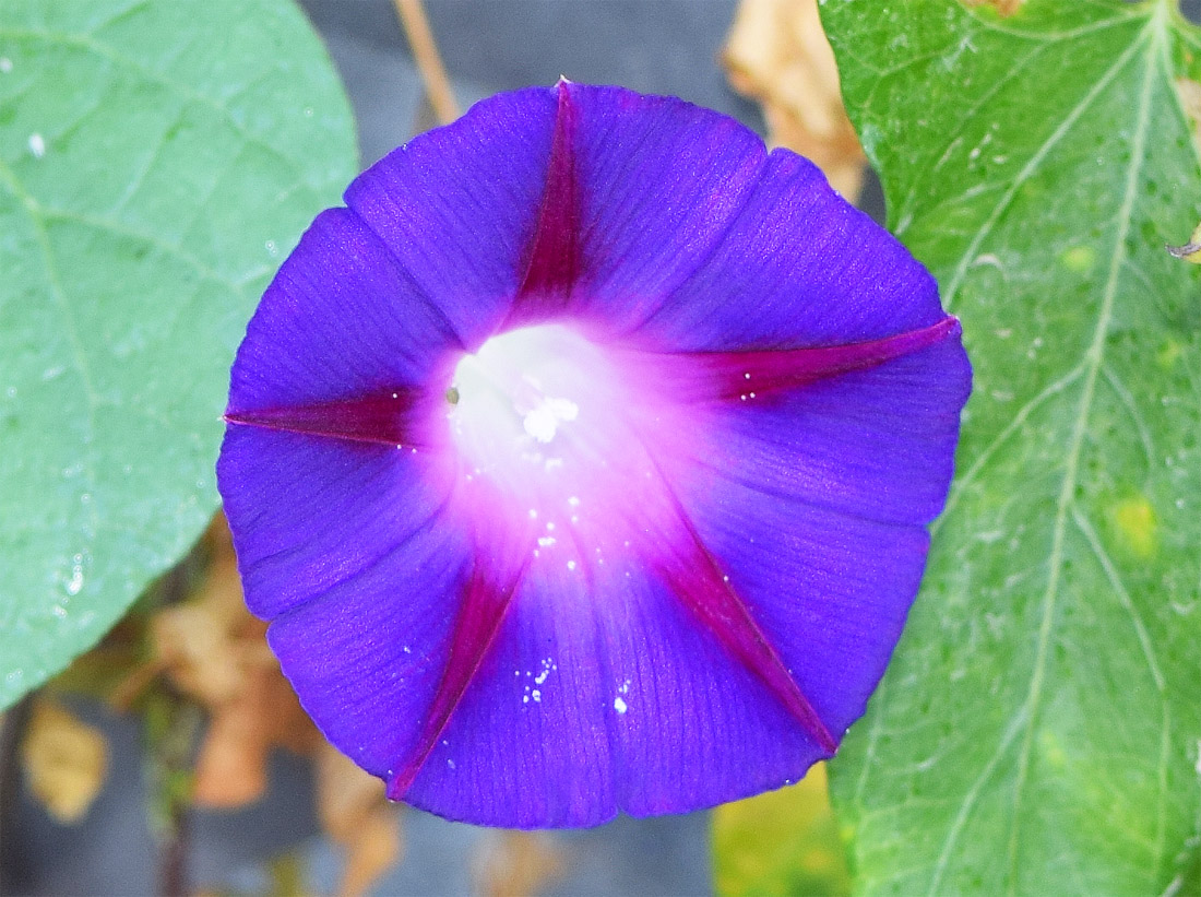 Изображение особи Ipomoea purpurea.