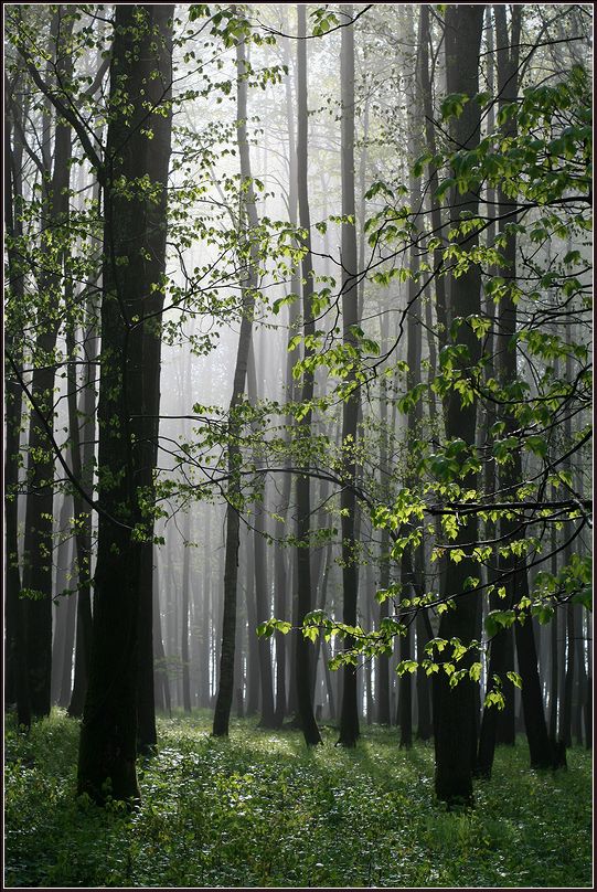 Image of Tilia cordata specimen.