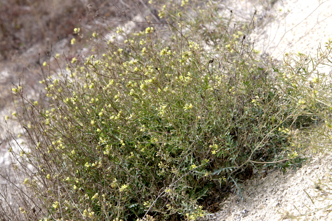 Image of Erucastrum gallicum specimen.