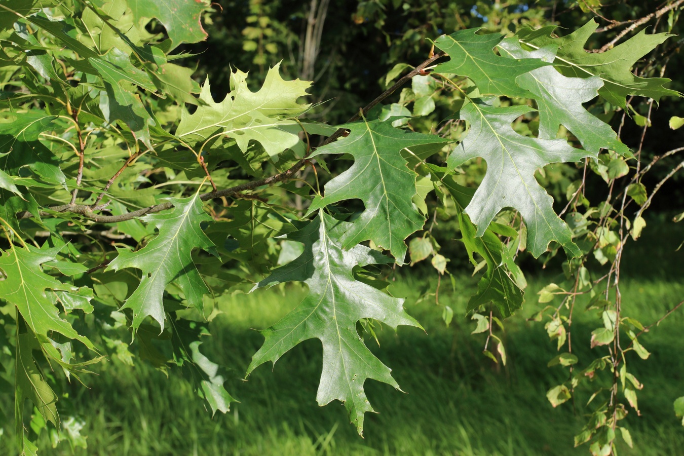 Изображение особи Quercus rubra.