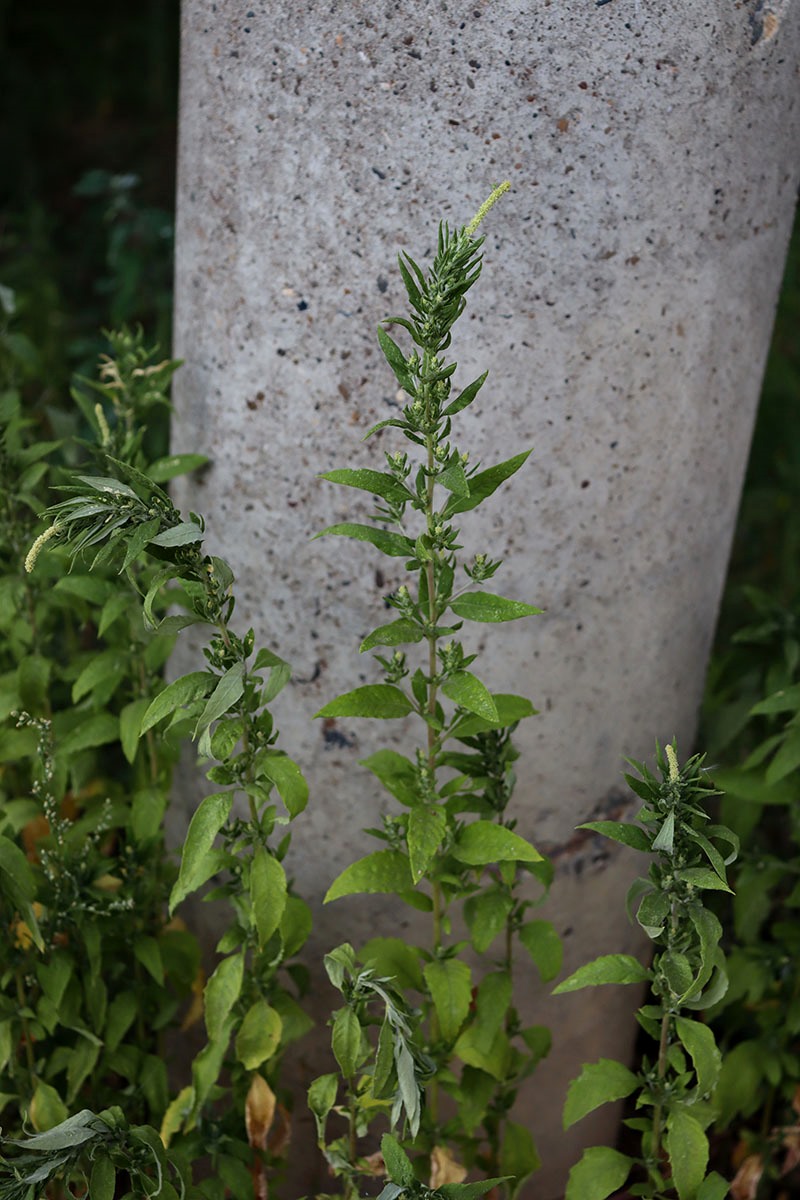 Image of Axyris amaranthoides specimen.